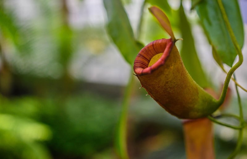 Pitcher Plant