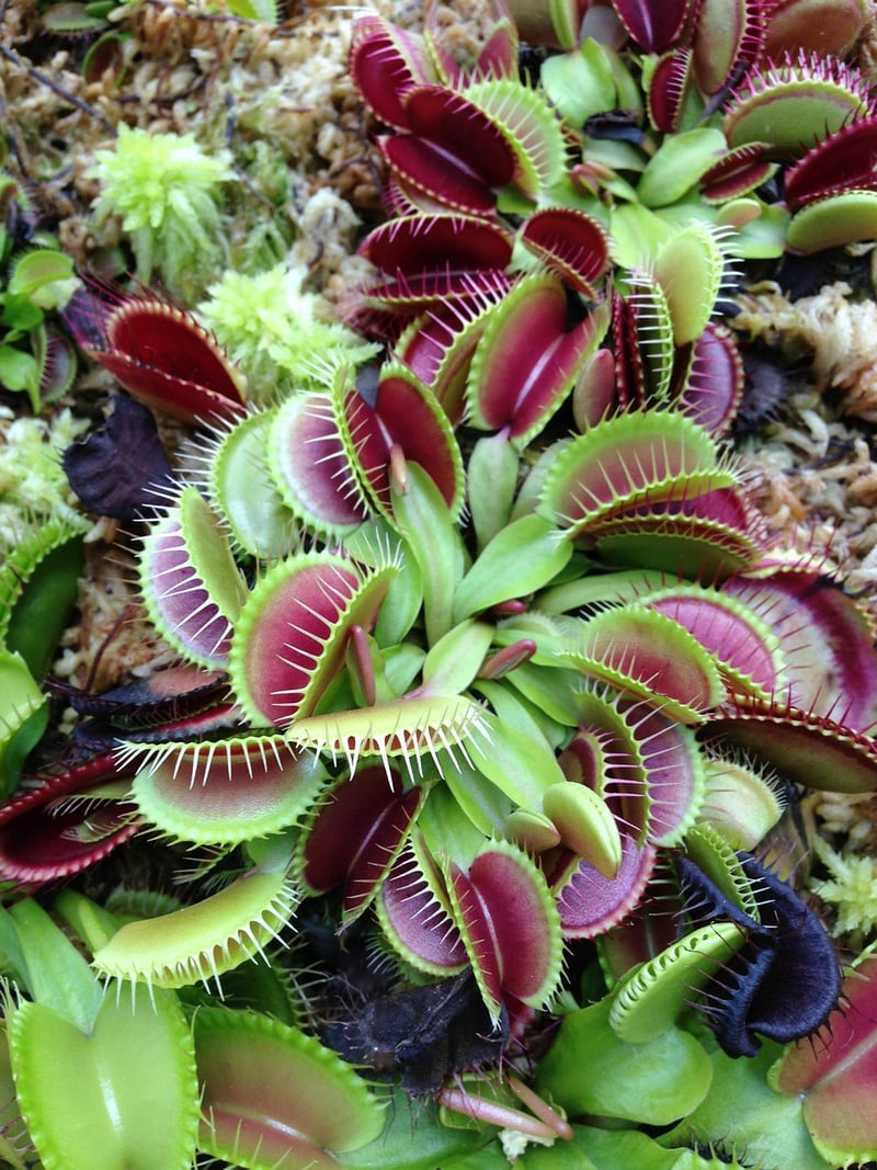 Venus Flytrap